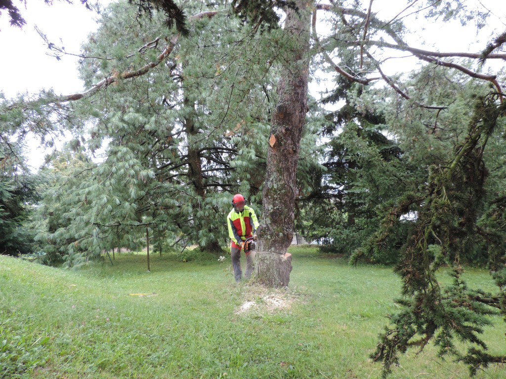 Autorisation abattage arbre Lausanne Autorisation abattage arbre Lausanne