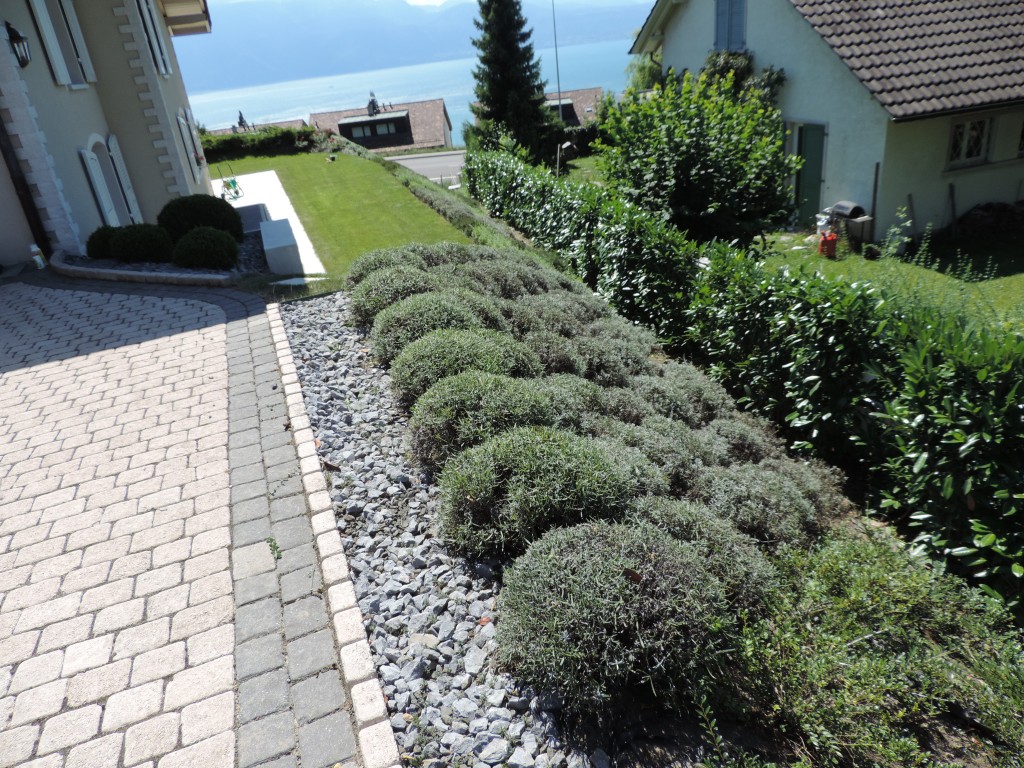Autorisation abattage arbre Genève Autorisation abattage arbre Genève
