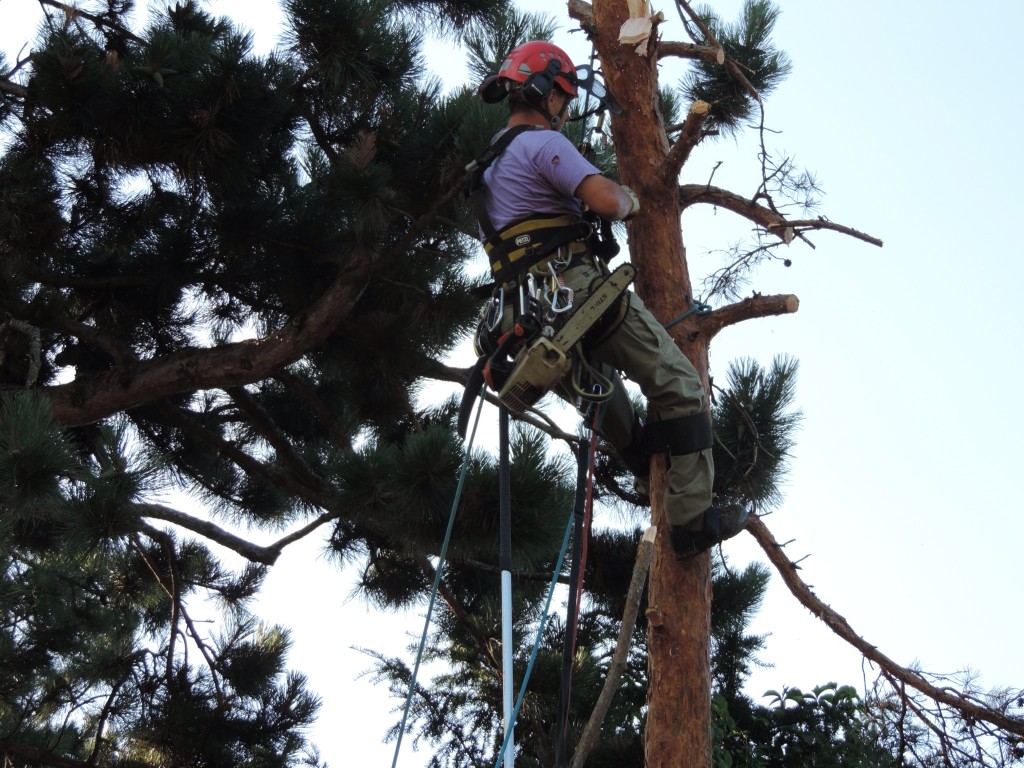 Entreprise abattage d’arbre Entreprise abattage d’arbre