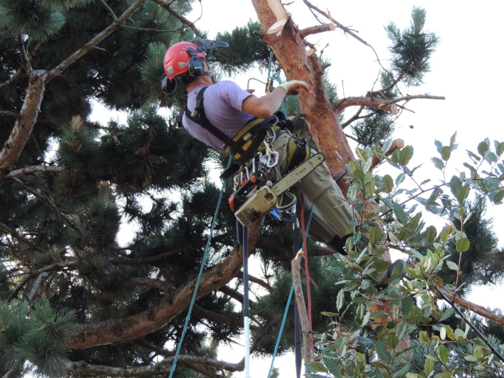 Tarif abattage arbre