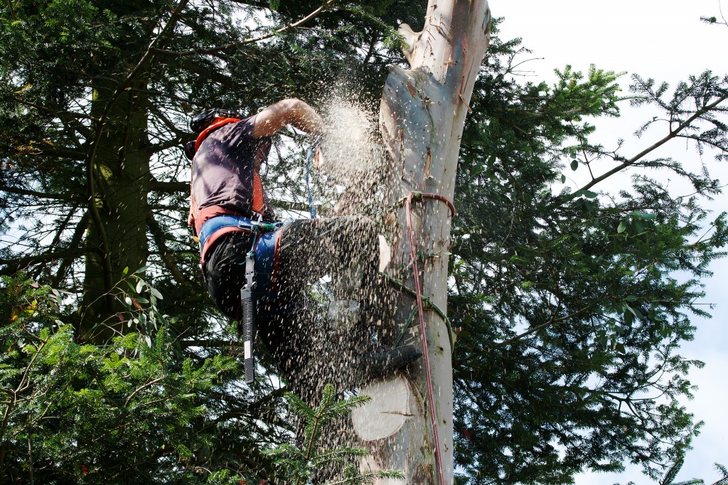 Tarif abattage arbre