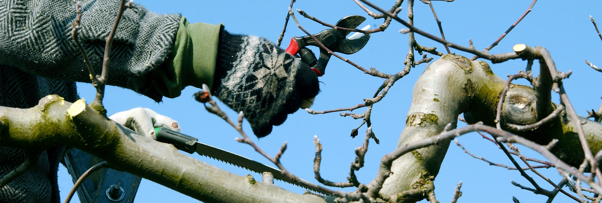 elagage-arbre-fruitier elagage-arbre-fruitier